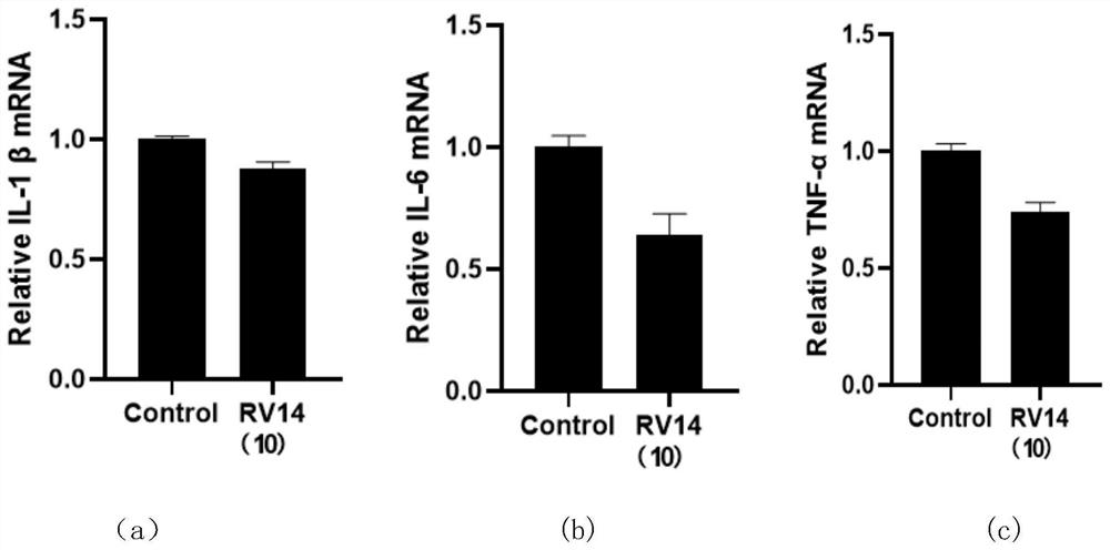 A defensin-like immunomodulatory tetradeceptide rv14 and its preparation method and application