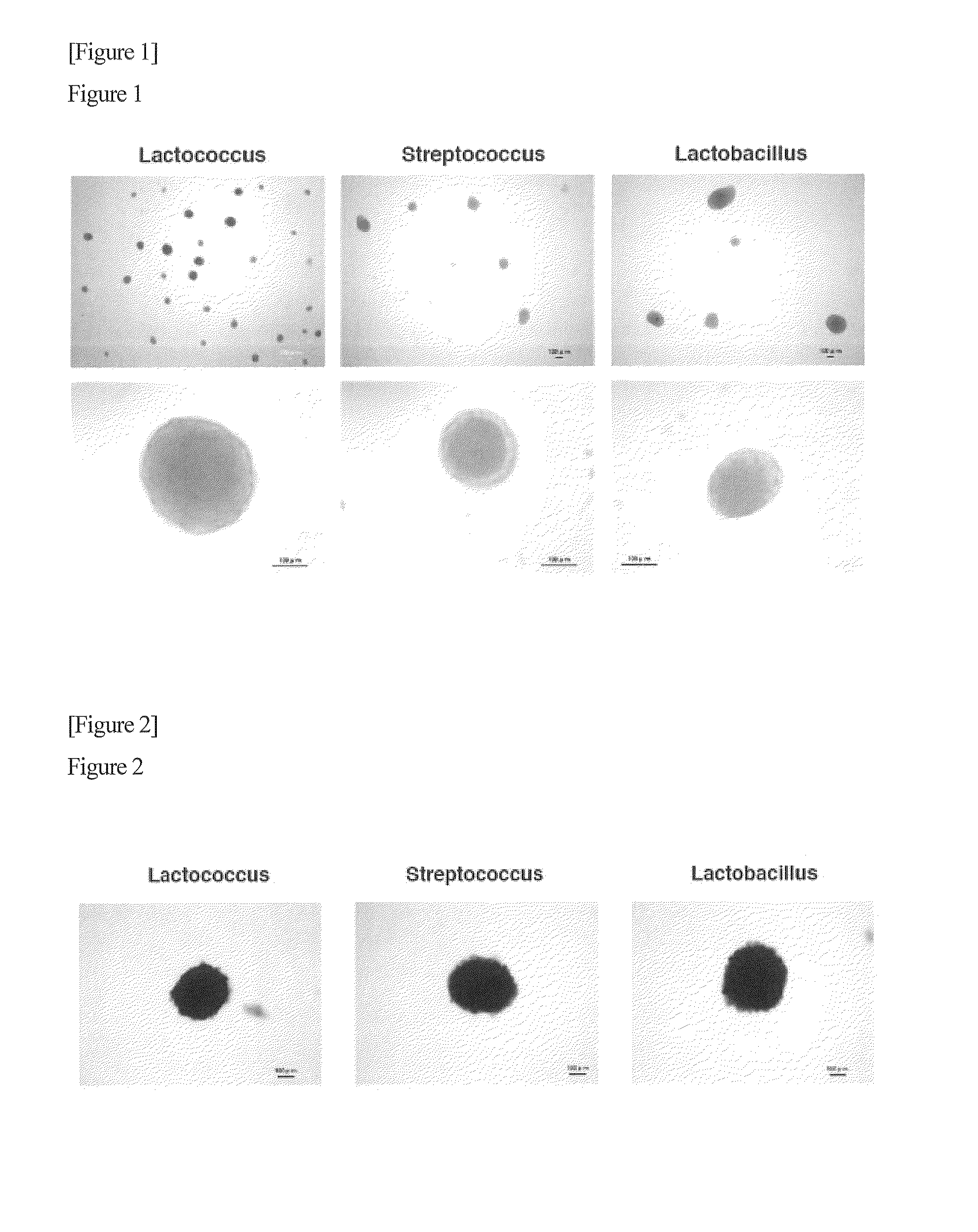 Method for producing pluripotent cell using bacterium having fermentation ability