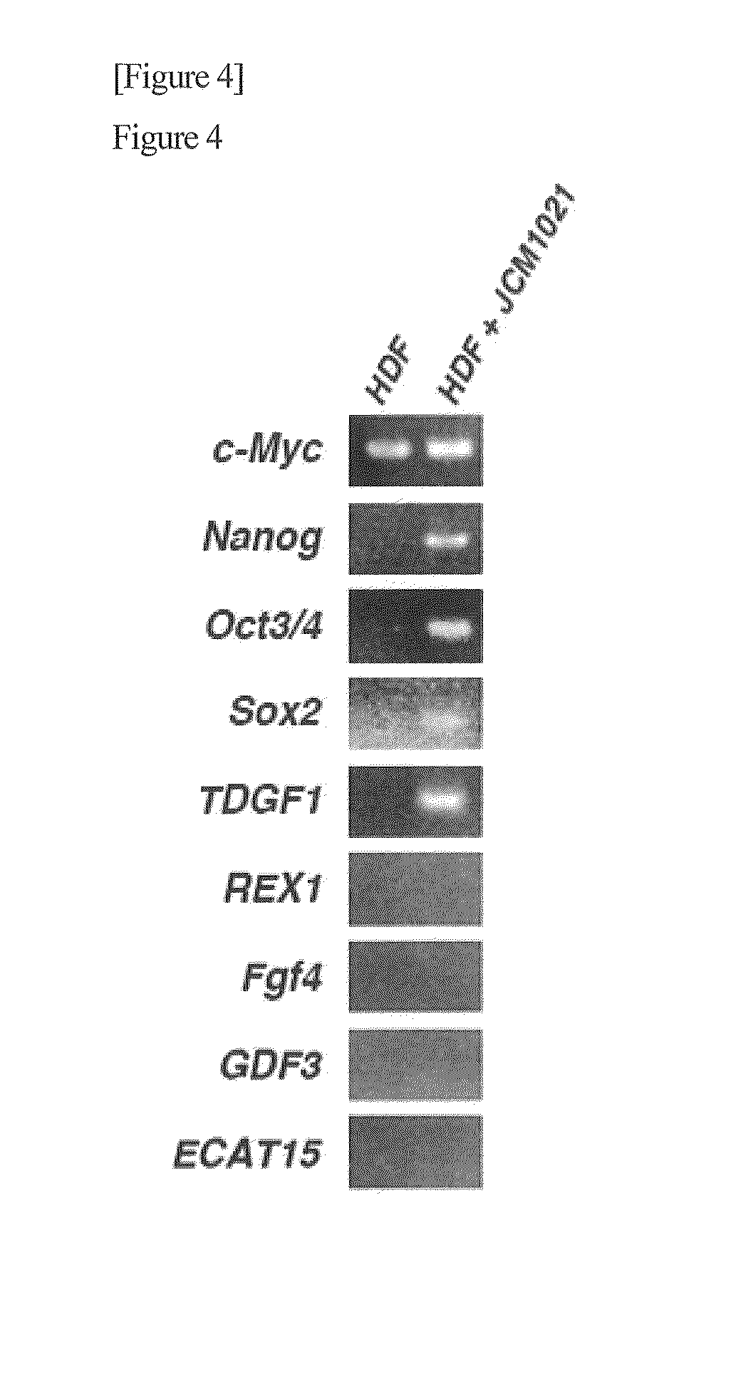 Method for producing pluripotent cell using bacterium having fermentation ability