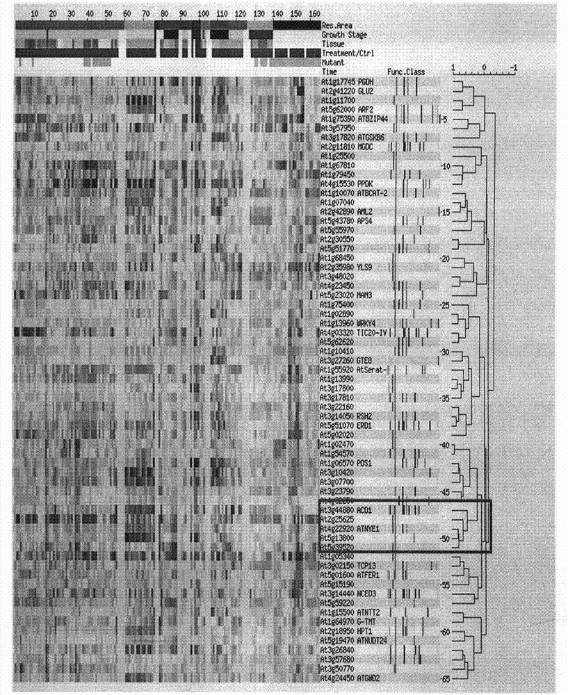 Key gene for regulating and controlling chlorophyll degradation in the senescence process of plant and application thereof