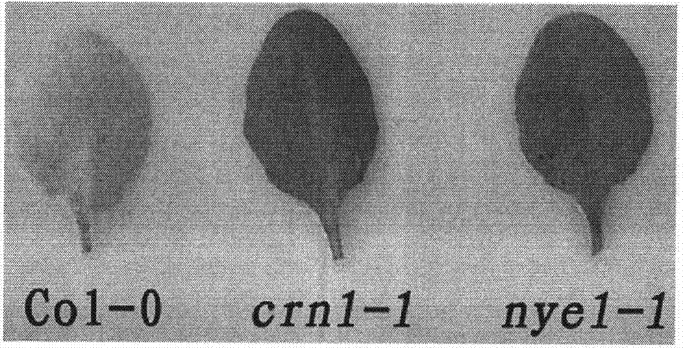 Key gene for regulating and controlling chlorophyll degradation in the senescence process of plant and application thereof