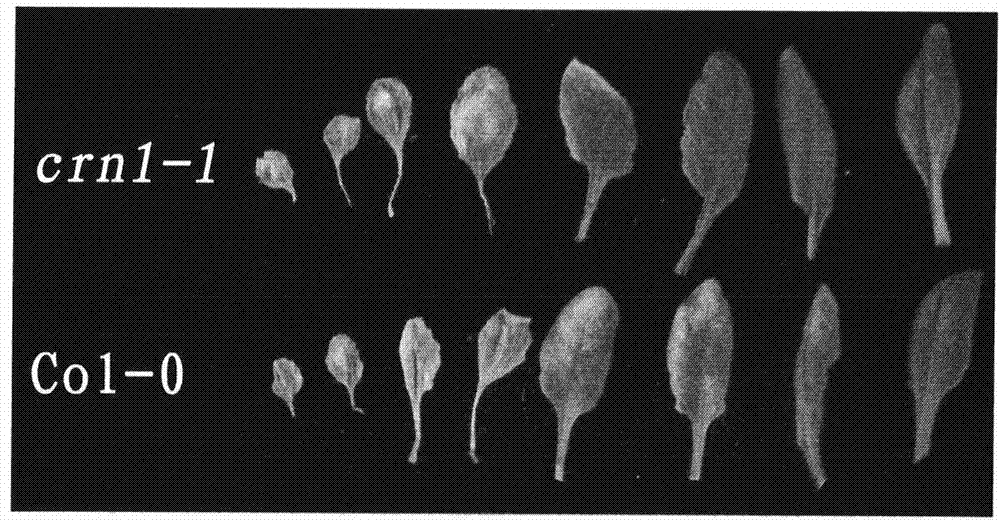 Key gene for regulating and controlling chlorophyll degradation in the senescence process of plant and application thereof