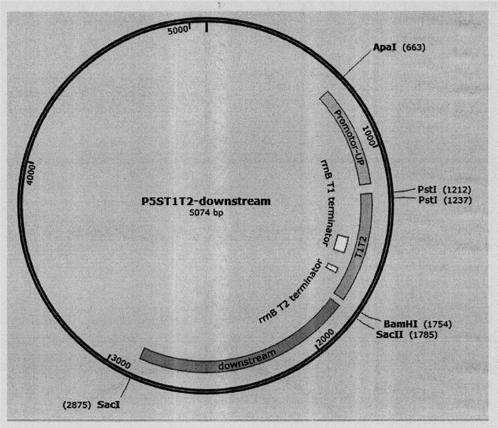 Universal plasmid, construction method of universal plasmid and novel method for expressing exogenous genes by synechocystis