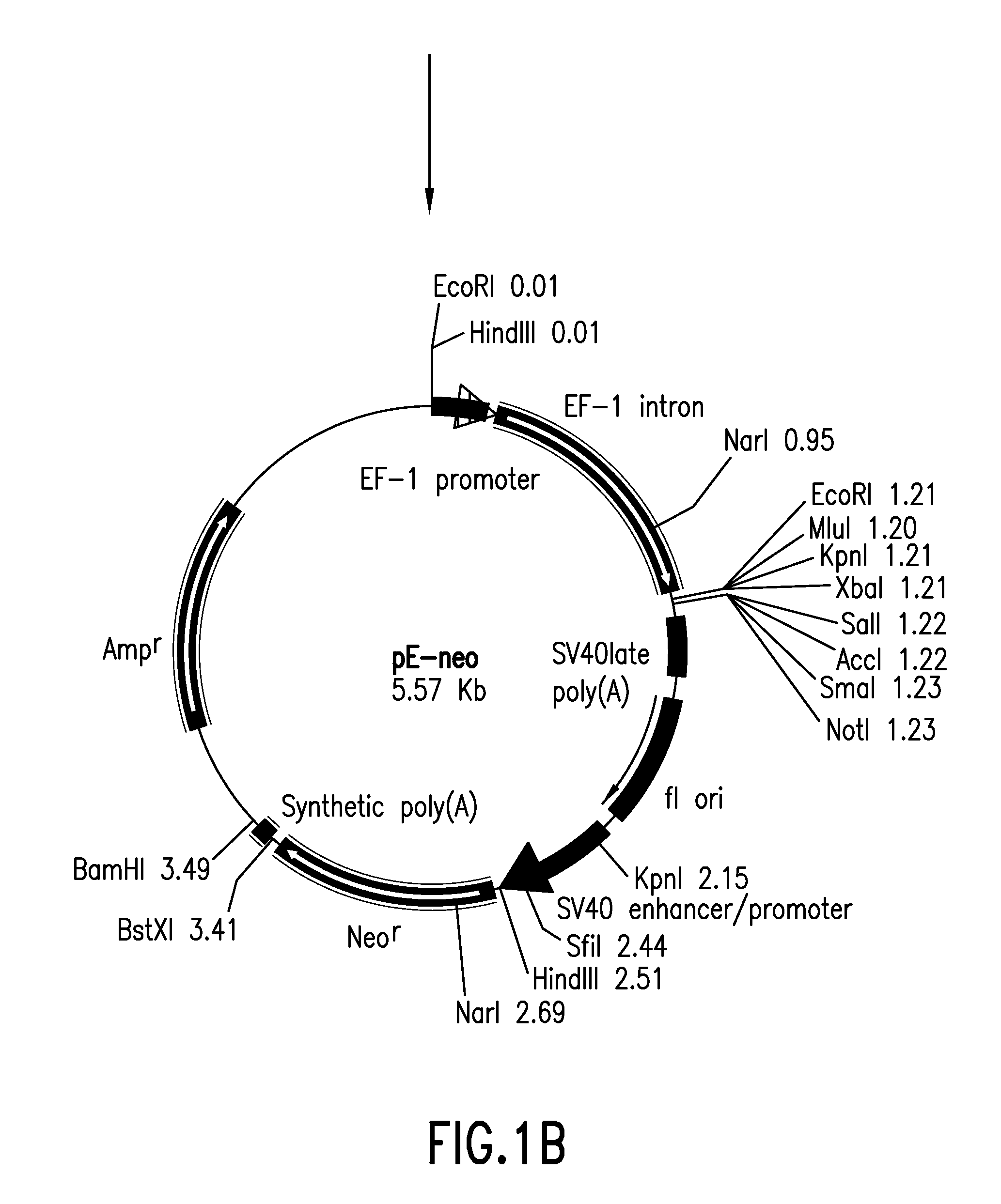 Method for Production of Recombinant Human FSH