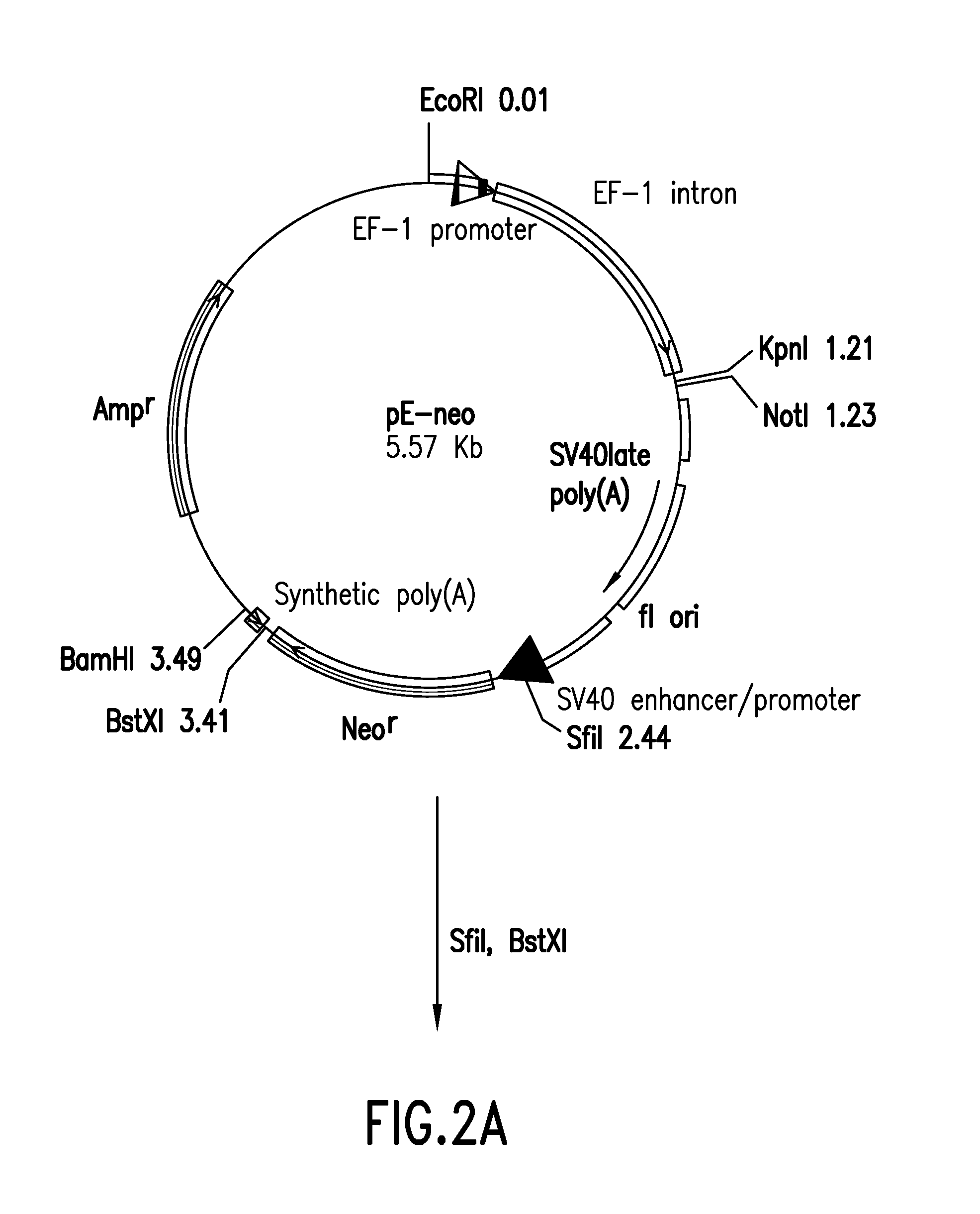 Method for Production of Recombinant Human FSH