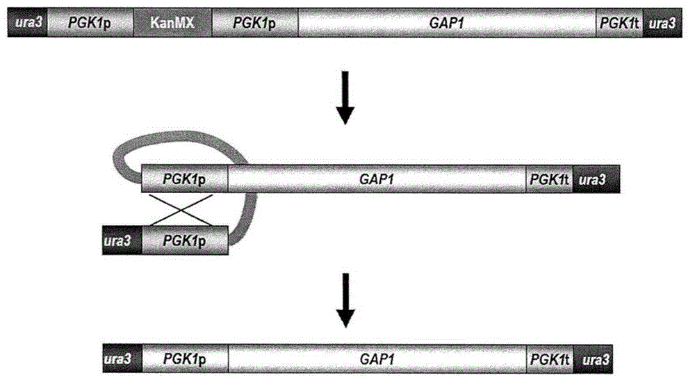 Functional enhancement of microorganisms to minimize production of acrylamide