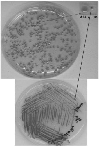 Protoporphyrin PPIX-high-yielding shewanella genetic engineering bacterium and construction method thereof