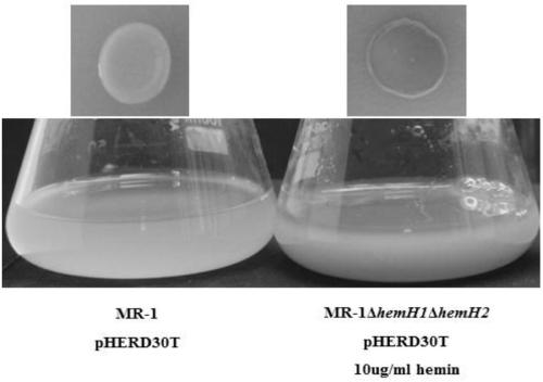 Protoporphyrin PPIX-high-yielding shewanella genetic engineering bacterium and construction method thereof