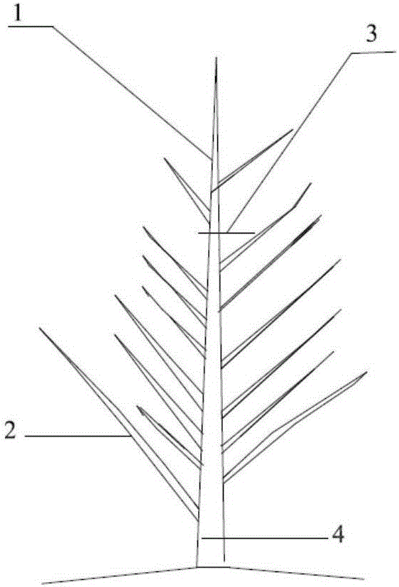 Cornus walteri layering type crown shaping and cultivation method