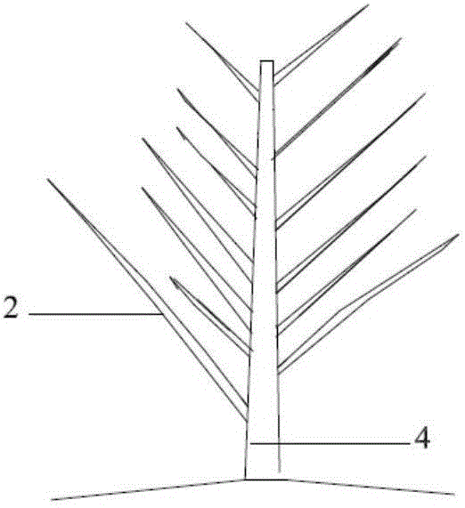 Cornus walteri layering type crown shaping and cultivation method