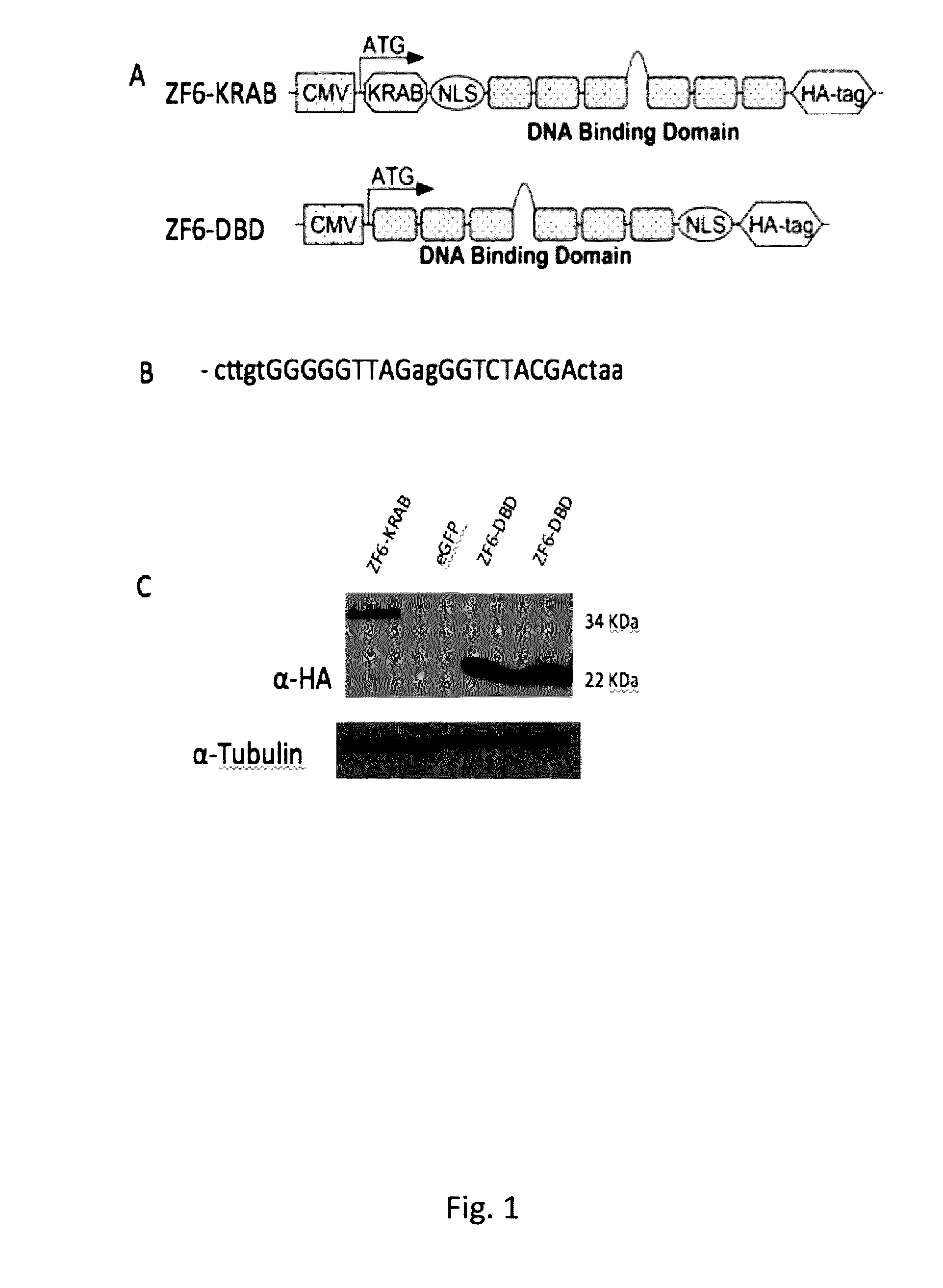 Artificial dna-binding proteins and uses thereof