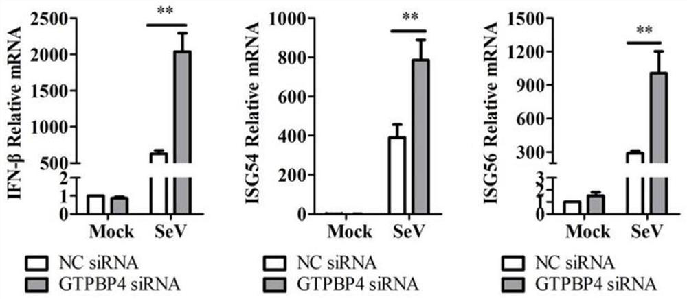 Application of GTPBP4 protein as immunosuppressant and construction of knockdown or overexpression GTPBP4 cell line