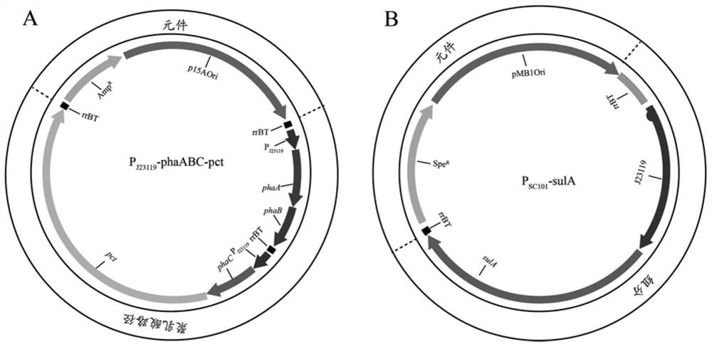 A strategy to improve the production performance of polylactic acid by regulating cell morphology