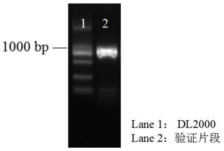 A multi-inhibitor stress-tolerant Saccharomyces cerevisiae and its preparation method and application