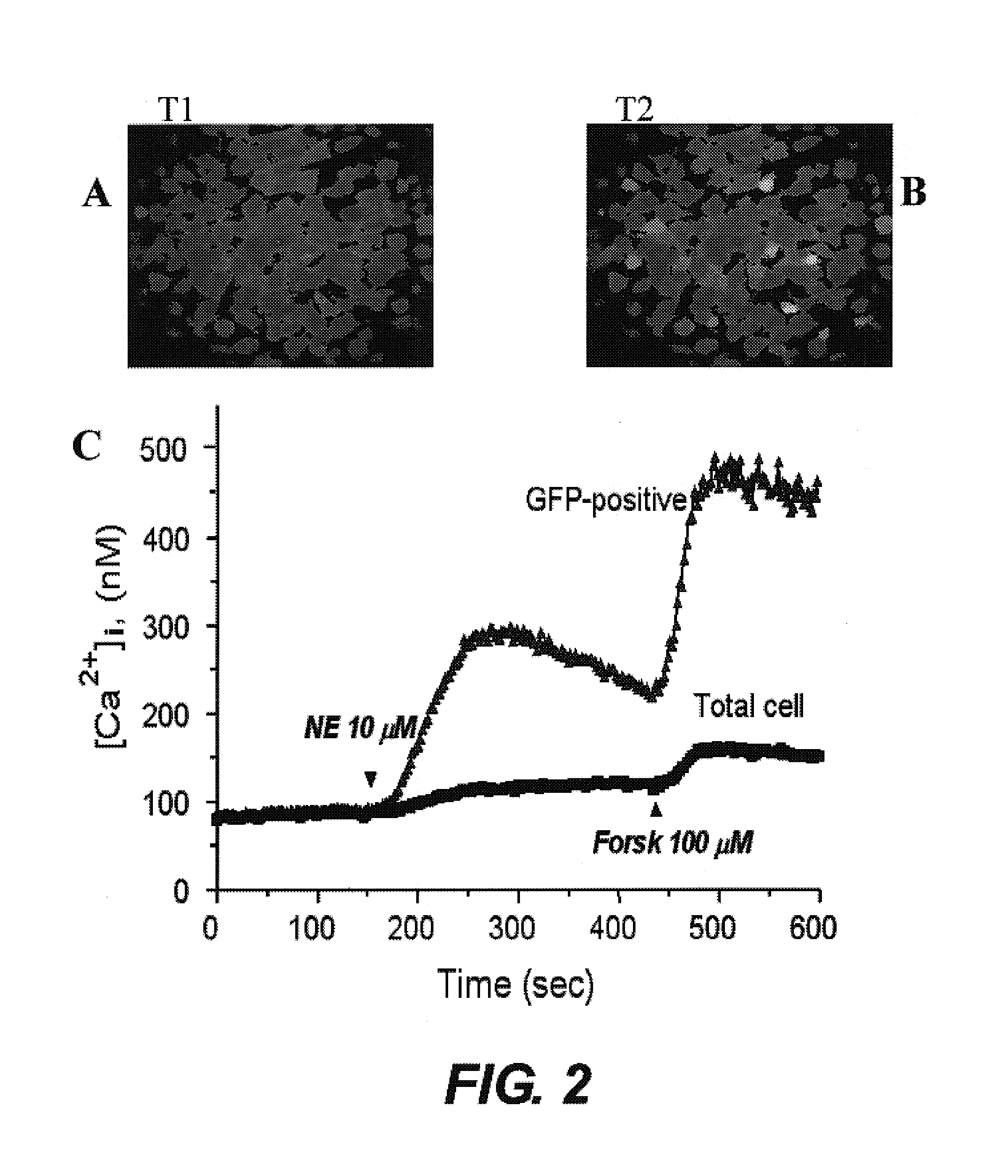 Cell-based assays employing voltage and calcium dyes