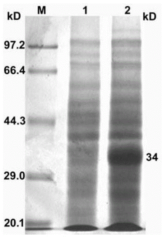 Method for preparing tetramer from O type foot and mouth disease virus polypeptide