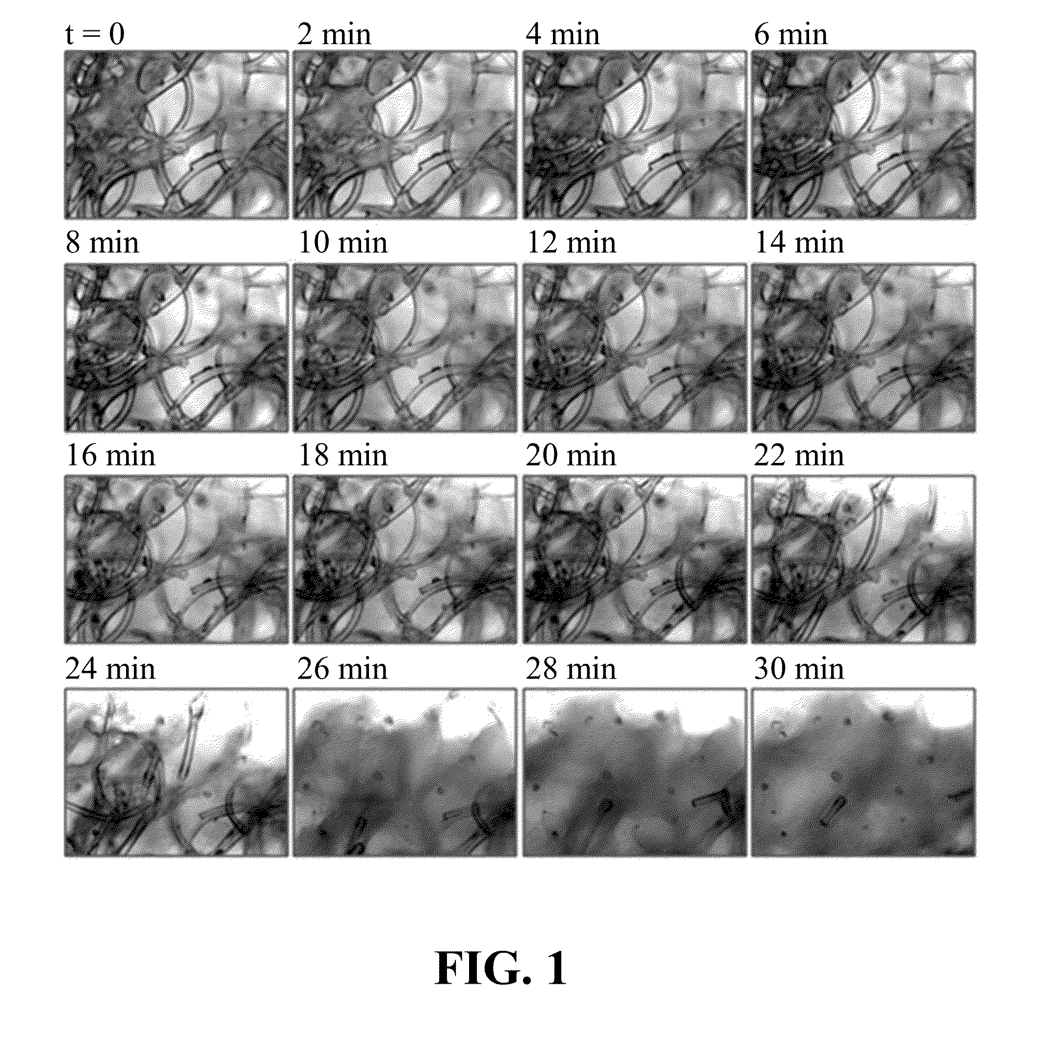 Intra-Culture Perfusion Methods and Applications Thereof