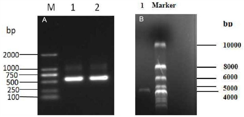 Mica extracellular region mutant and its screening method, scfv-mica fusion antibody and its preparation method and application