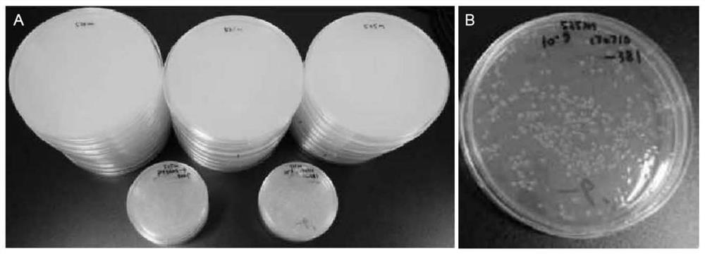 Mica extracellular region mutant and its screening method, scfv-mica fusion antibody and its preparation method and application