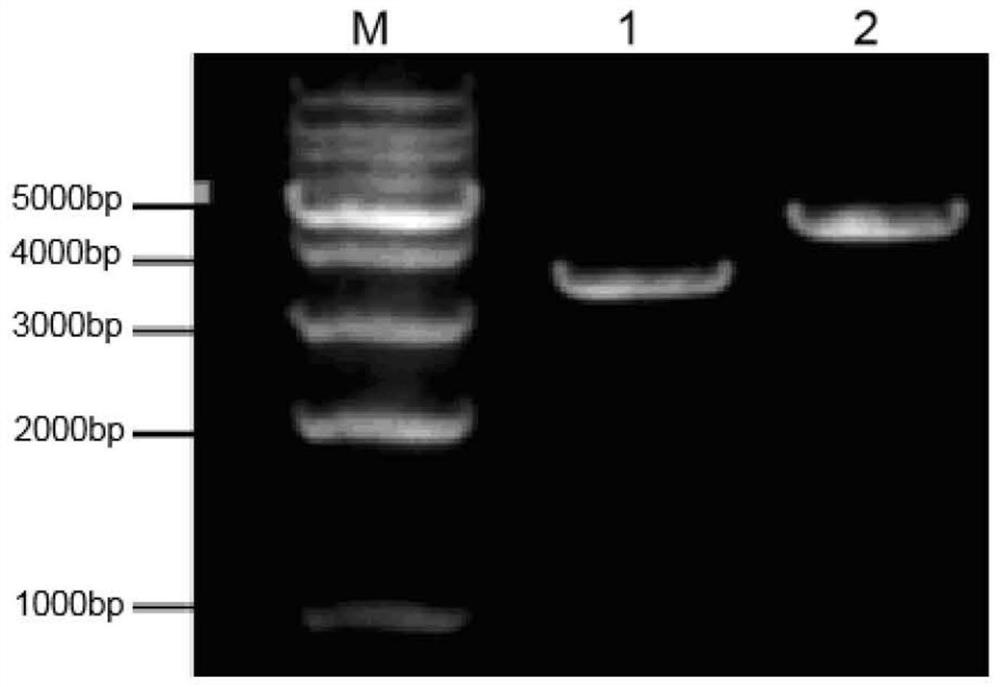 Mica extracellular region mutant and its screening method, scfv-mica fusion antibody and its preparation method and application