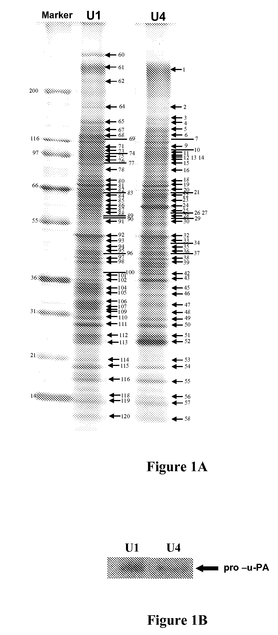 Method of identifying cancer biomarkers and cancer progression