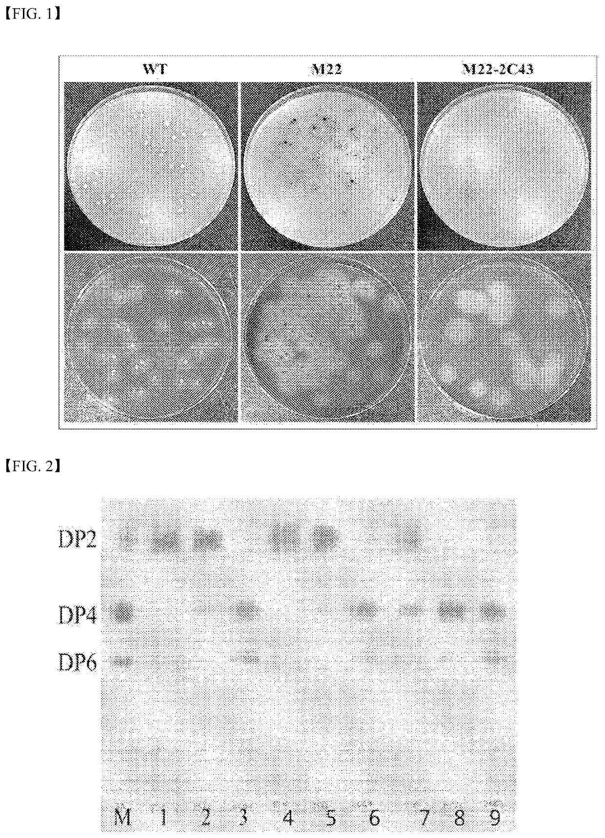 <i>Streptomyces coelicolor </i>mutant strain, method of producing β-agarase by using same, and method of producing neoagaro-oligosaccharides by using same