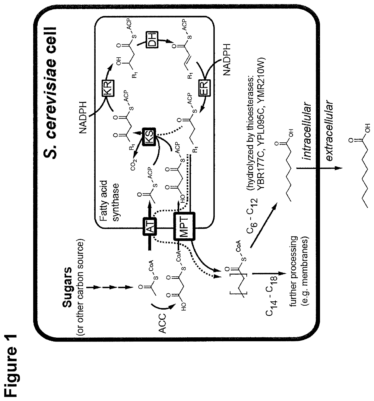Microbiological production of short fatty acids and uses thereof