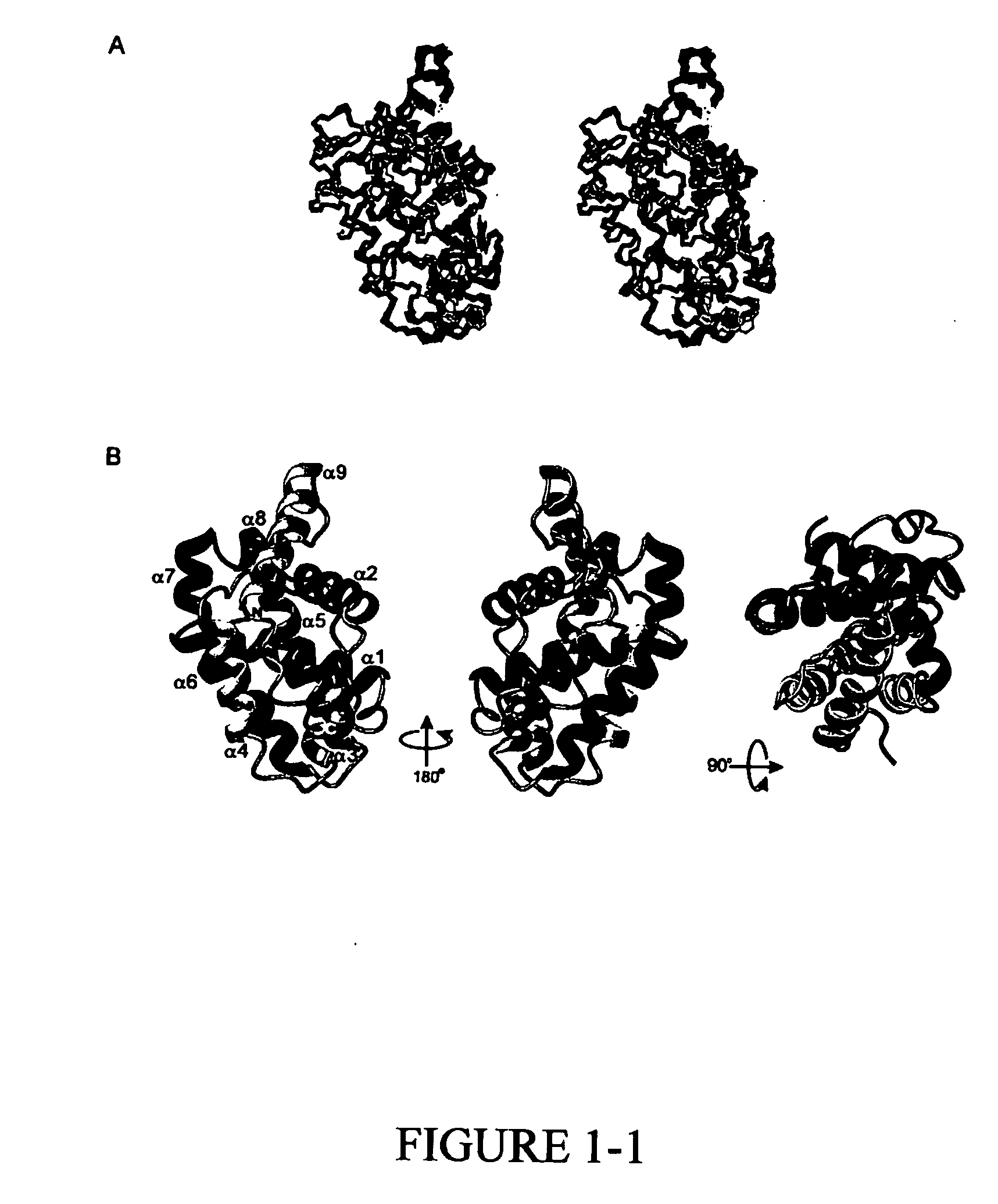 Bcl-w structure and uses therefor