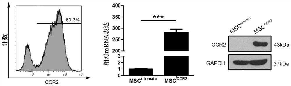 A mesenchymal stem cell overexpressing CCR2 for treating acute ischemic stroke and preparation method thereof