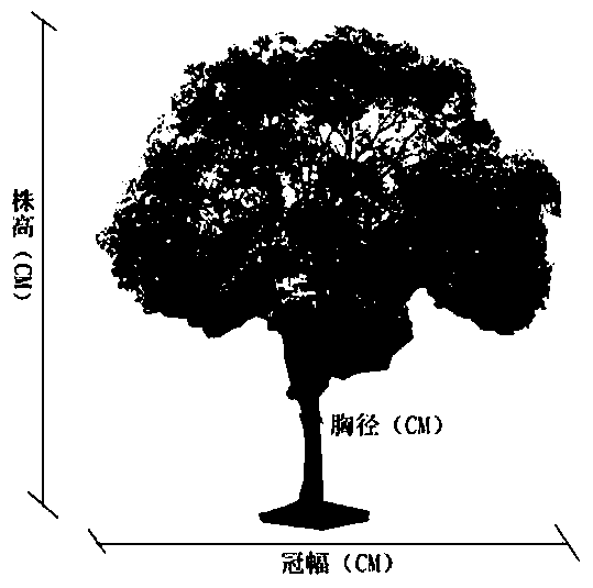 Construction acceptance method for tree and shrub plant specification in landscaping engineering