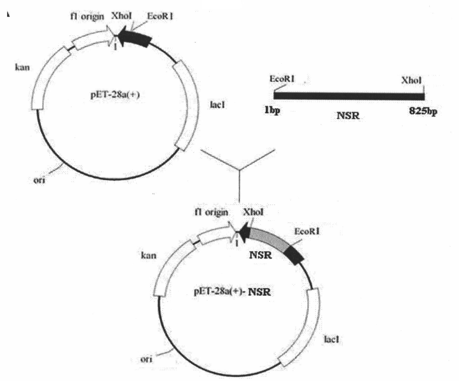 Nosiheptide resistance ribosomal RNA methyltransgerase, and preparation method and application thereof