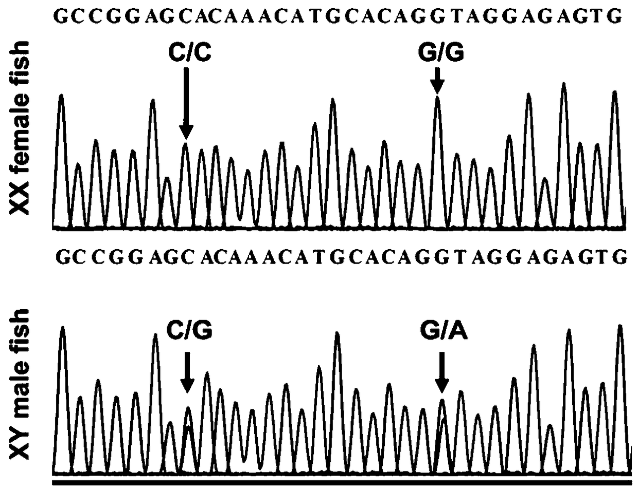 Specific molecular marker and primer for accurately identifying heredity of scatophagus argus