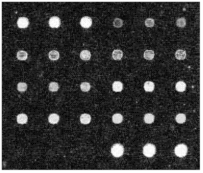 Chip for screening 16SrI group phytoplasmas and application thereof