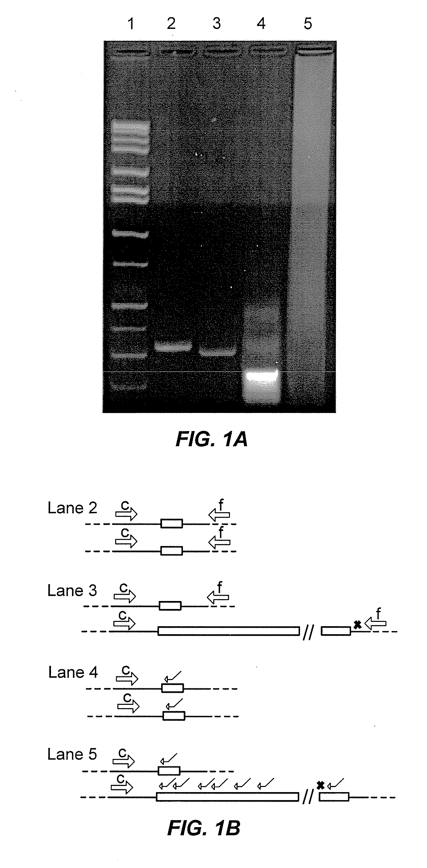 Methods for detecting the presence of expanded cgg repeats in the fmr1 gene 5' untranslated region