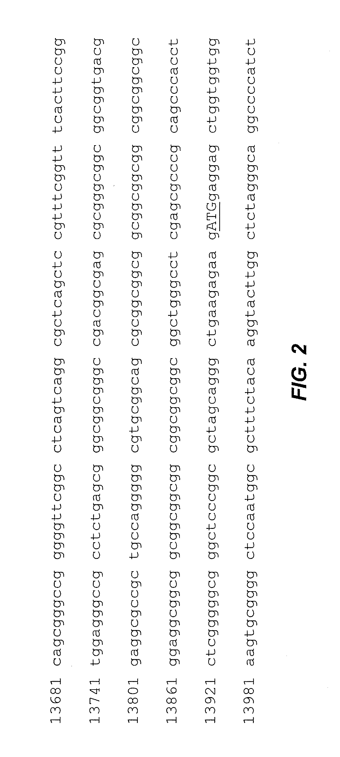 Methods for detecting the presence of expanded cgg repeats in the fmr1 gene 5' untranslated region