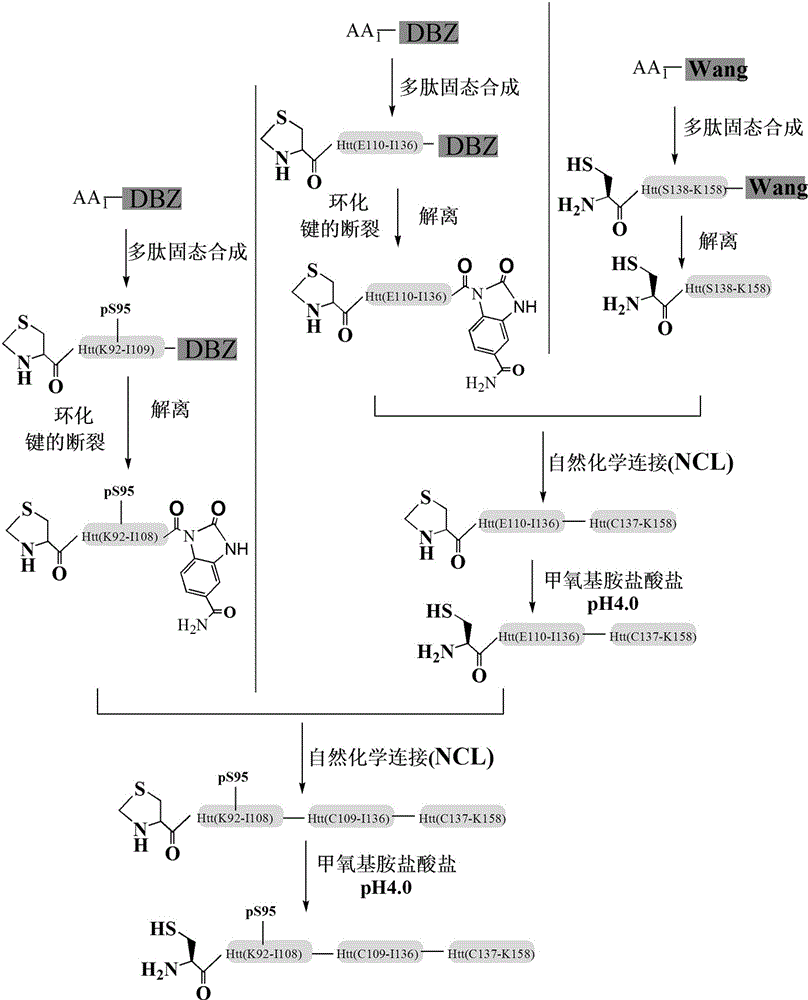 Phosphorylation modification method of huntingtin protein