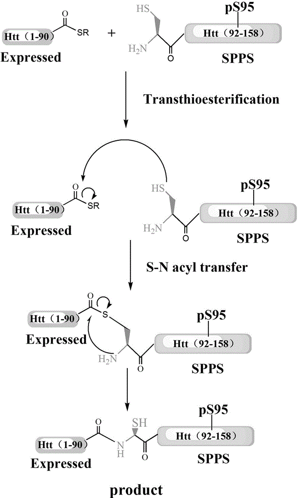 Phosphorylation modification method of huntingtin protein