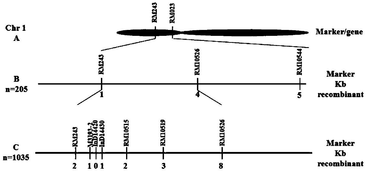 Molecular marker related to photoperiod and thermo-sensitive genic male sterile phenotype of rice and application