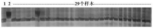 Molecular marker related to photoperiod and thermo-sensitive genic male sterile phenotype of rice and application