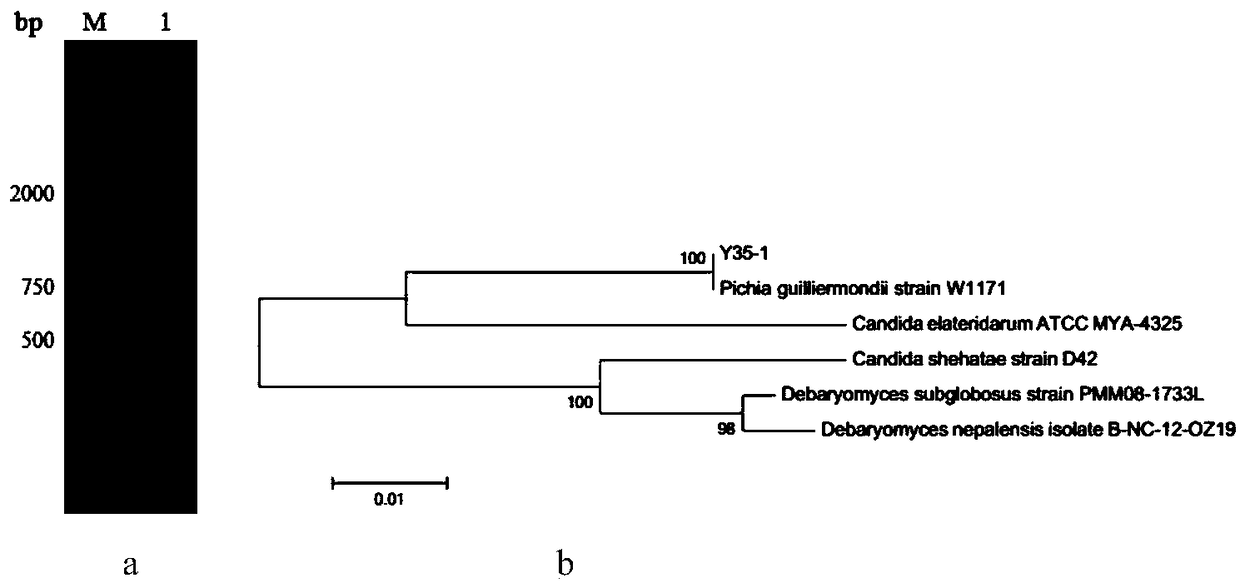 Biocontrol yeast active lyophilized powder and preparation method thereof