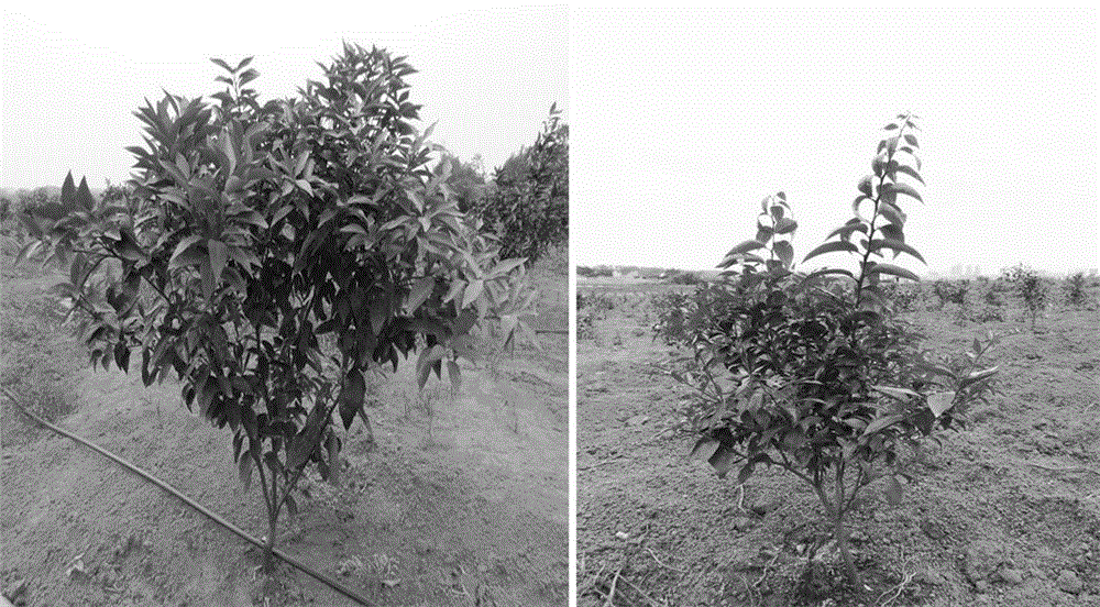 Method for cultivating hybrid oranges