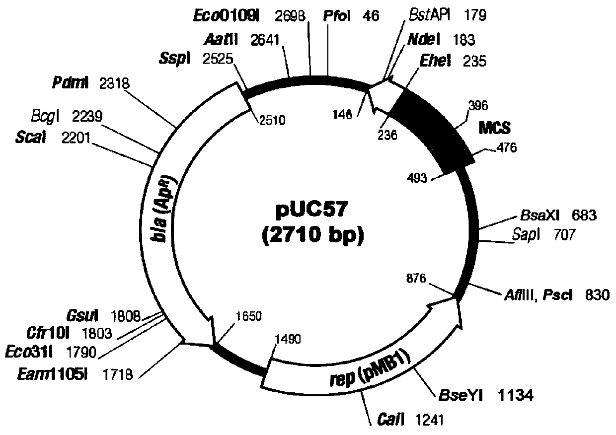 Recombinant protein and expressing method thereof in insect baculovirus expression system