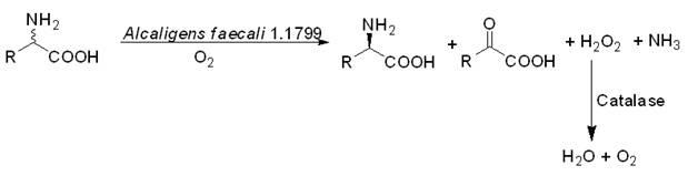 Biological catalysis method for preparing D-amino acid through deracemizing DL-amino acid