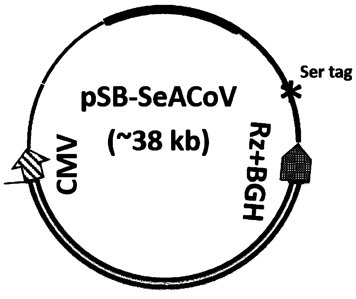 System, method and application for saving swine enteric alphacoronavirus