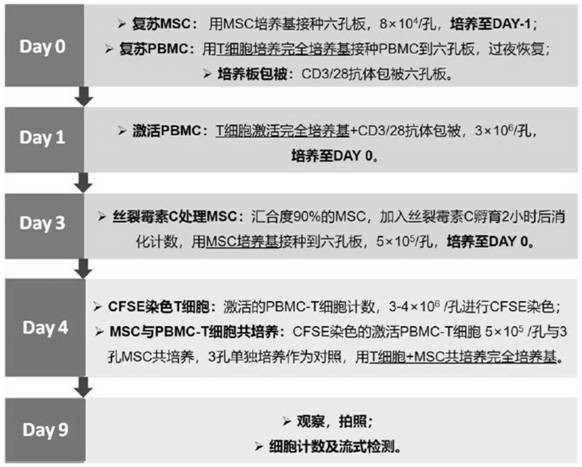 Serum-free medium for mesenchymal stem cells