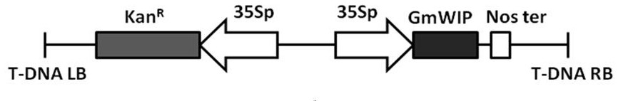 A soybean injury-inducing gene, its encoded protein and its application