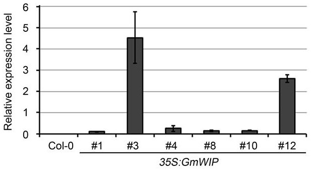 A soybean injury-inducing gene, its encoded protein and its application