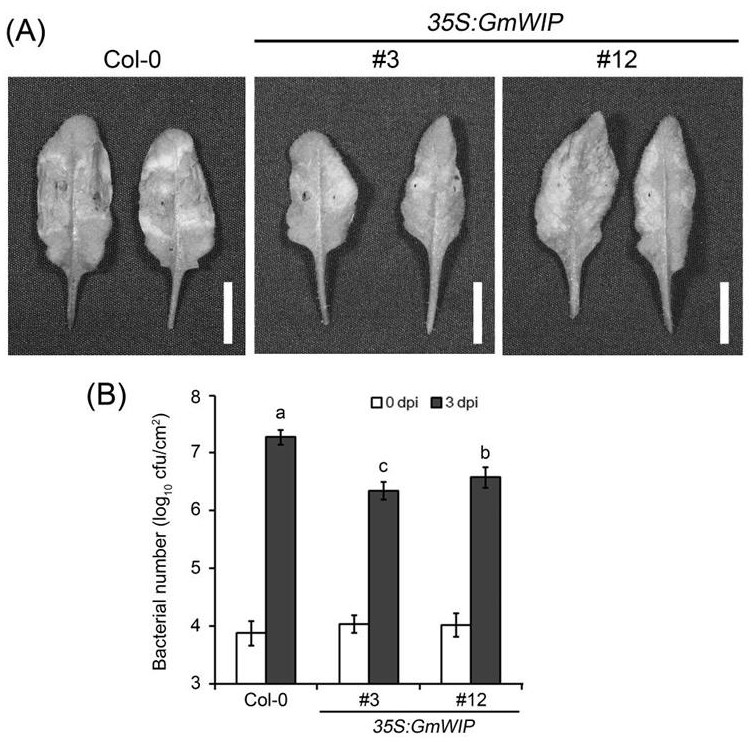 A soybean injury-inducing gene, its encoded protein and its application