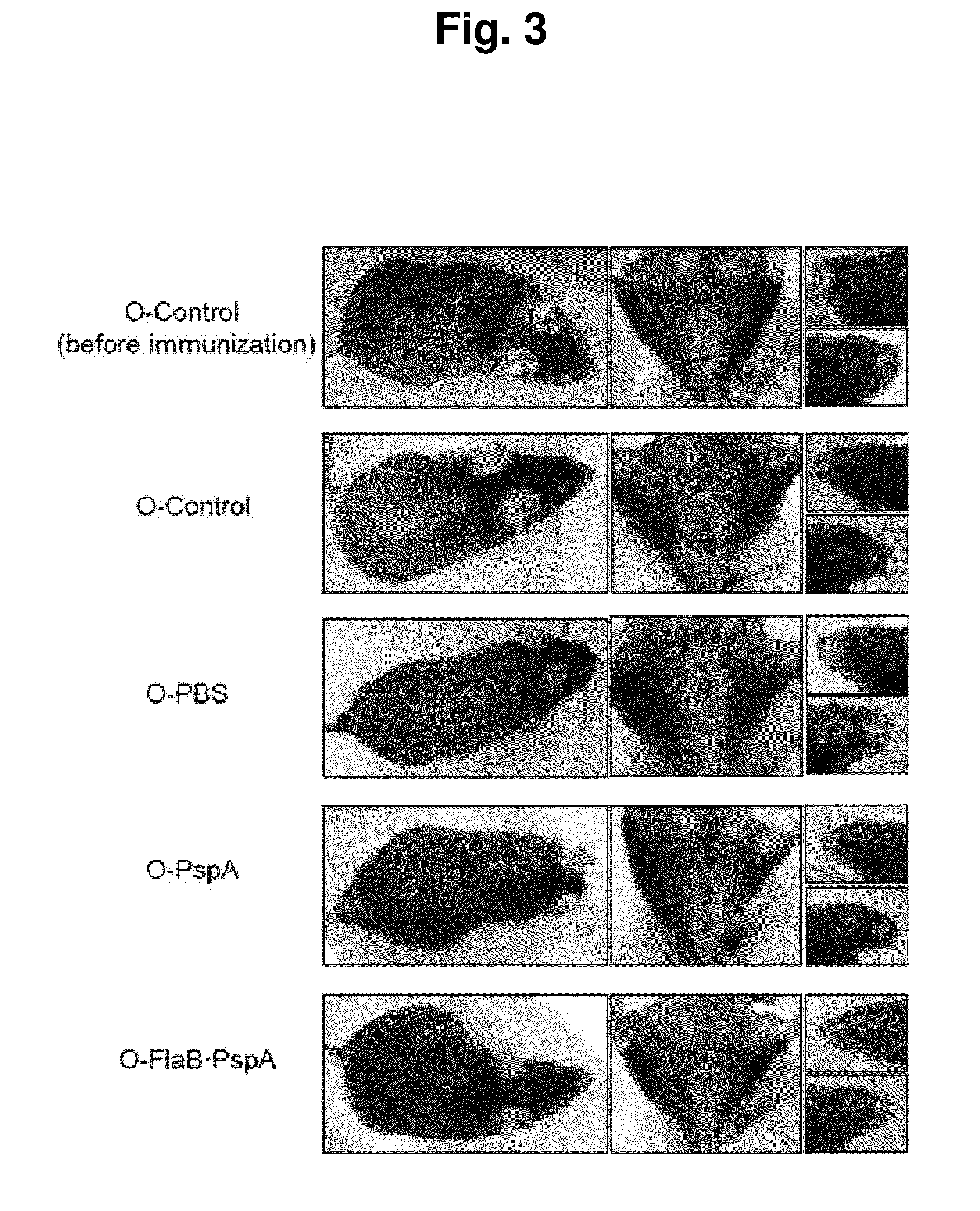 Composition comprising recombinant fusion protein of pathogenic antigen protein and flagellin of vibrio vulnificus for preventing, alleviating, or treating aging