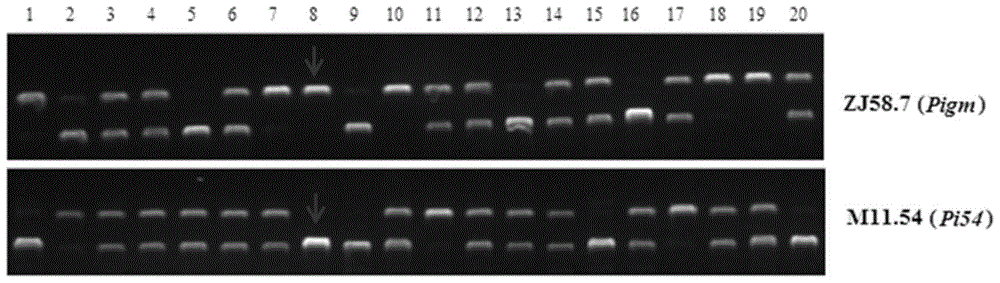 A method for cultivating broad-spectrum, persistent panicle blast-resistant rice breeding materials